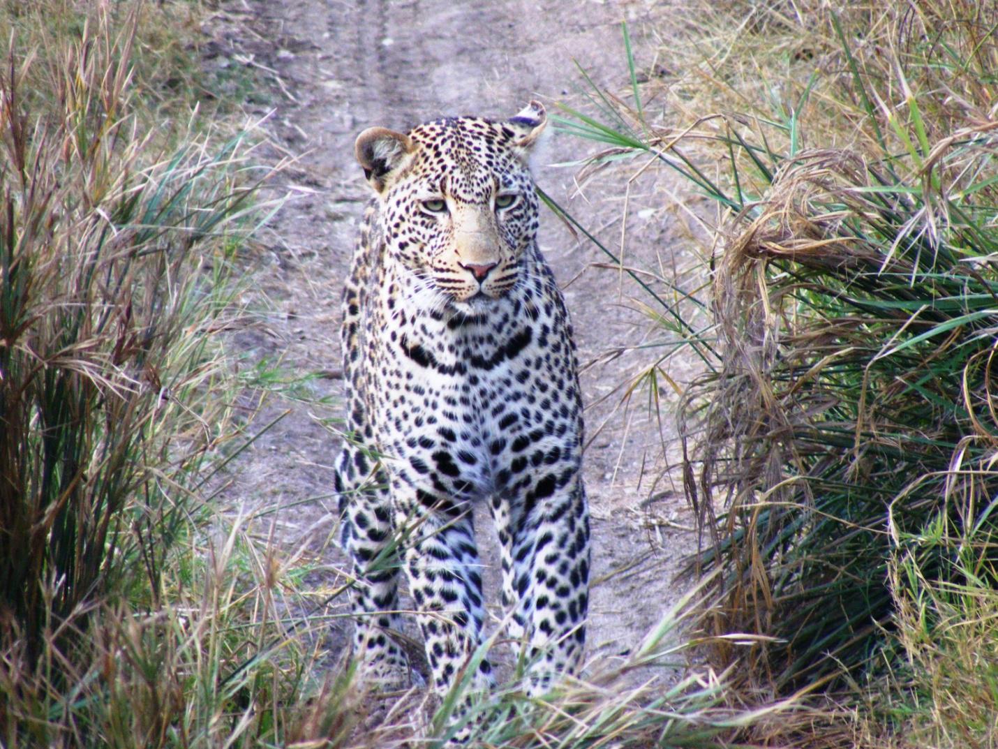 Timbavati Game Reserve, Limpopo
