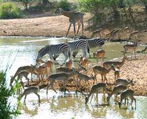 Umhlametsi Game Reserve, Limpopo